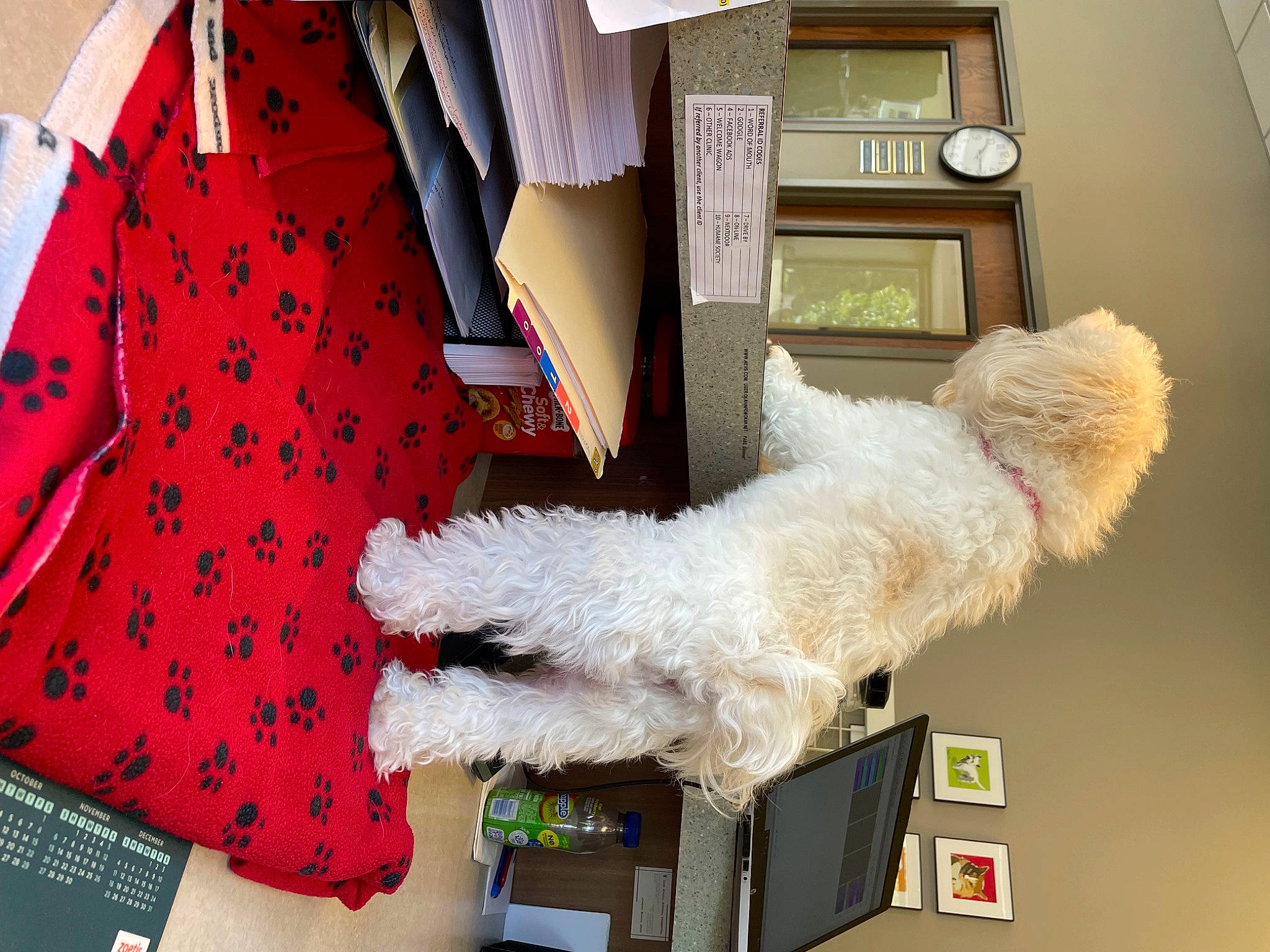 Abby is registered to the contest to win money with this photo: canidae, carmine, carnivore, companion_dog, dog, dog_breed, door, felidae, fur, linens, pattern, pillow, room, sleeve, small_to_medium_sized_cats, sporting_group, tail, terrier, toy_dog, window