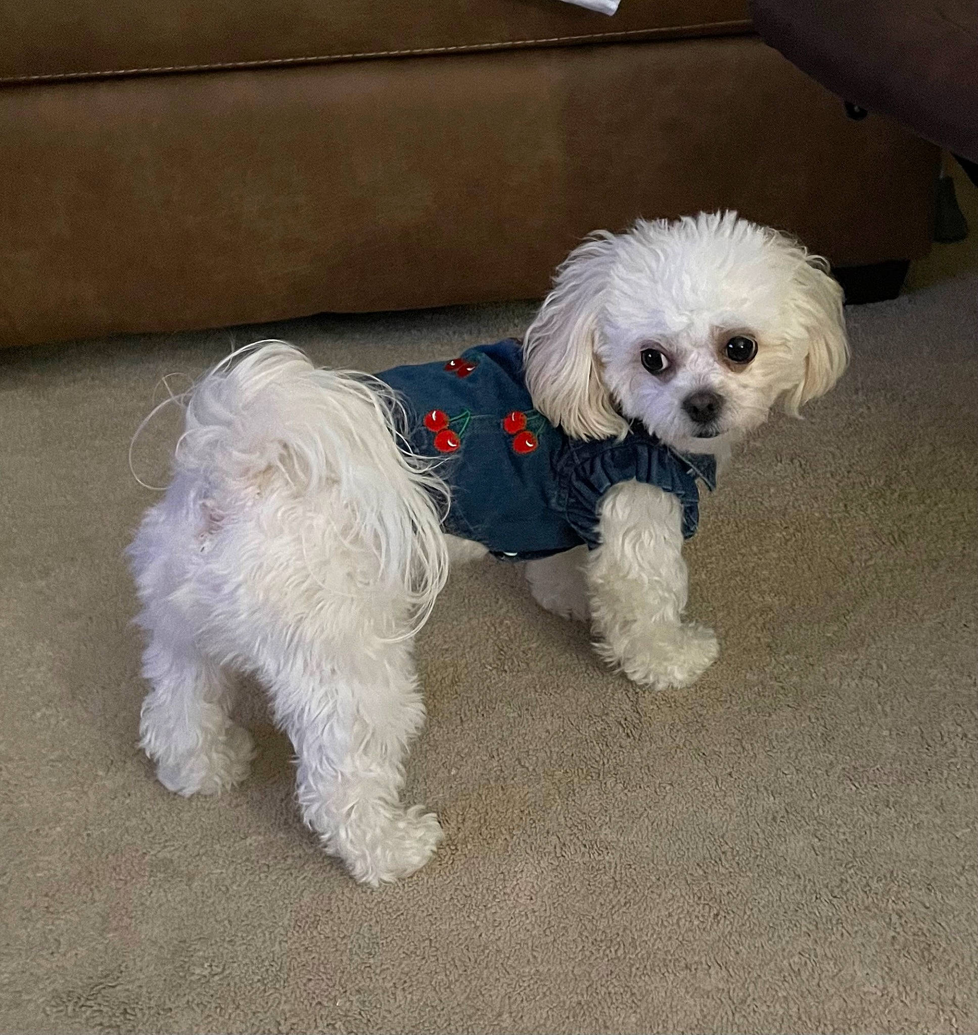 Abby is registered to the contest to win money with this photo: bow_tie, canidae, carnivore, companion_dog, dog, dog_breed, dog_clothes, dog_collar, dog_supply, fur, maltepoo, poodle, small_terrier, snout, sporting_group, sunglasses, terrier, toy_dog, water_dog, working_animal