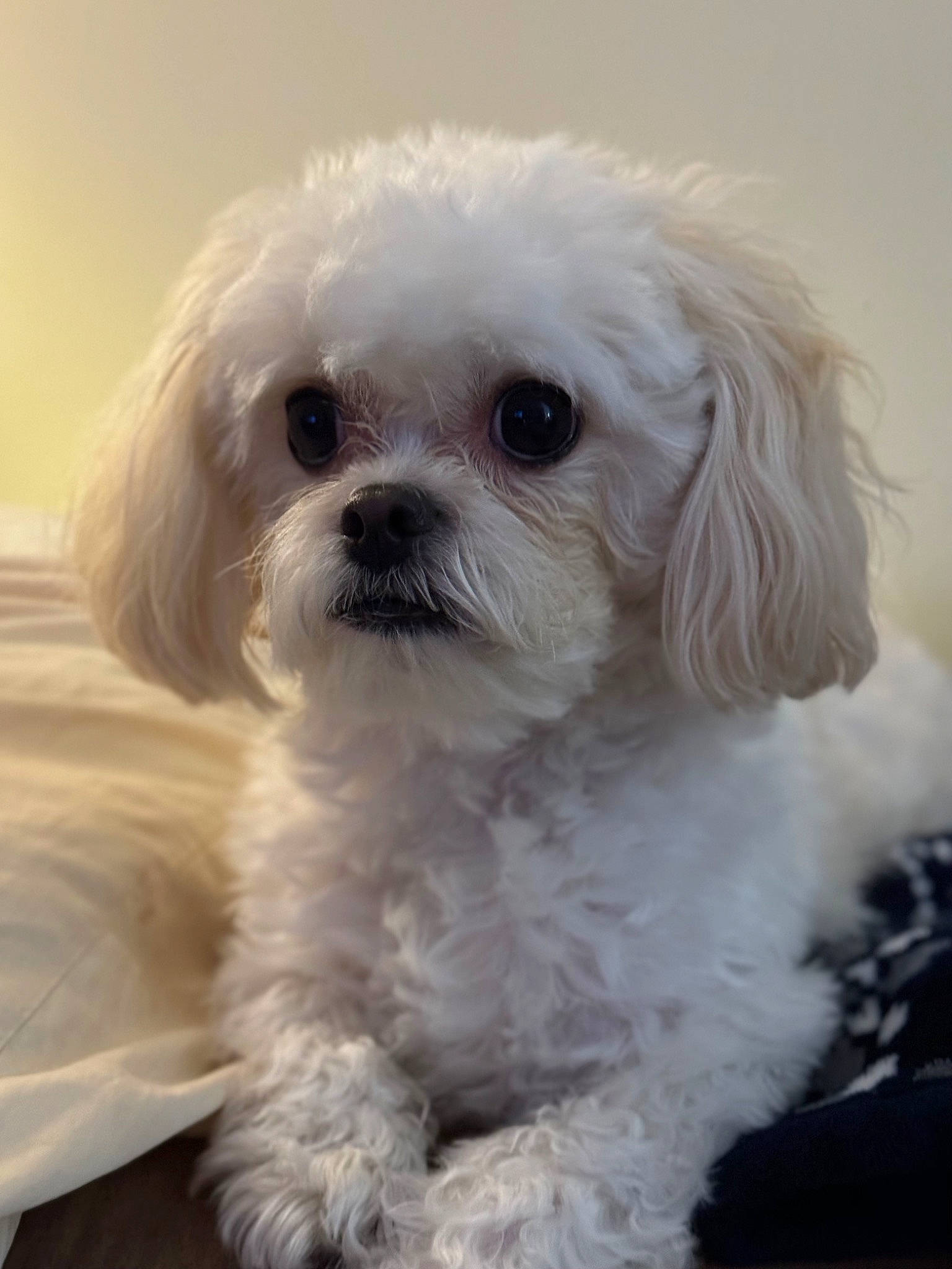 Abby is registered to the contest to win money with this photo: canidae, carnivore, companion_dog, dog, dog_breed, dog_supply, eye, fur, hair, head, maltepoo, puppy, puppy_love, small_terrier, snout, sporting_group, terrier, toy_dog, water_dog, working_animal