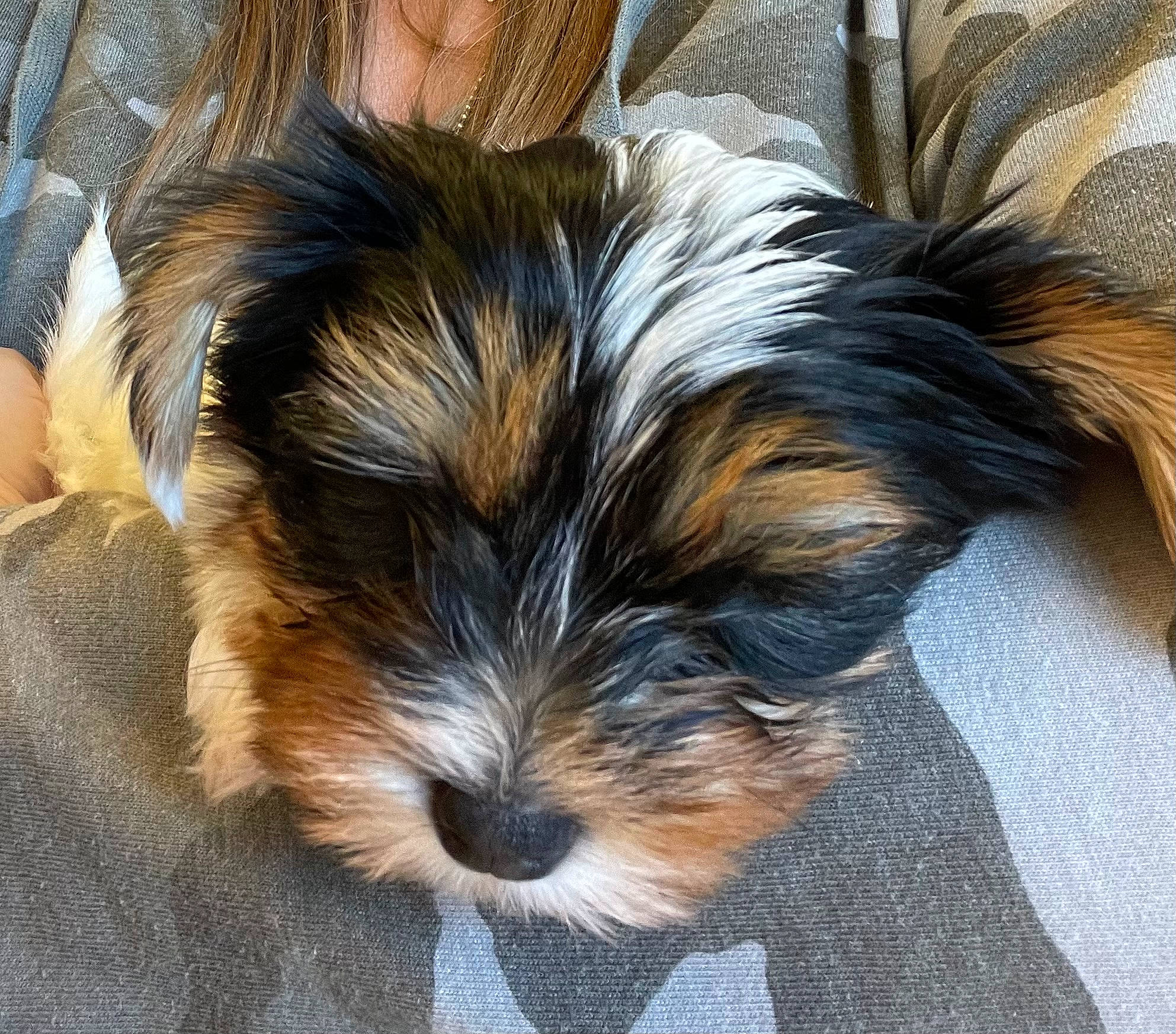 Georgie Ann joined the competition — help win amazing prizes! biewer_terrier, canidae, carnivore, companion_dog, dog, dog_breed, dog_supply, fur, liver, maltepoo, puppy, shih_poo, small_terrier, snout, sporting_group, terrestrial_animal, terrier, toy_dog, working_animal, yorkipoo