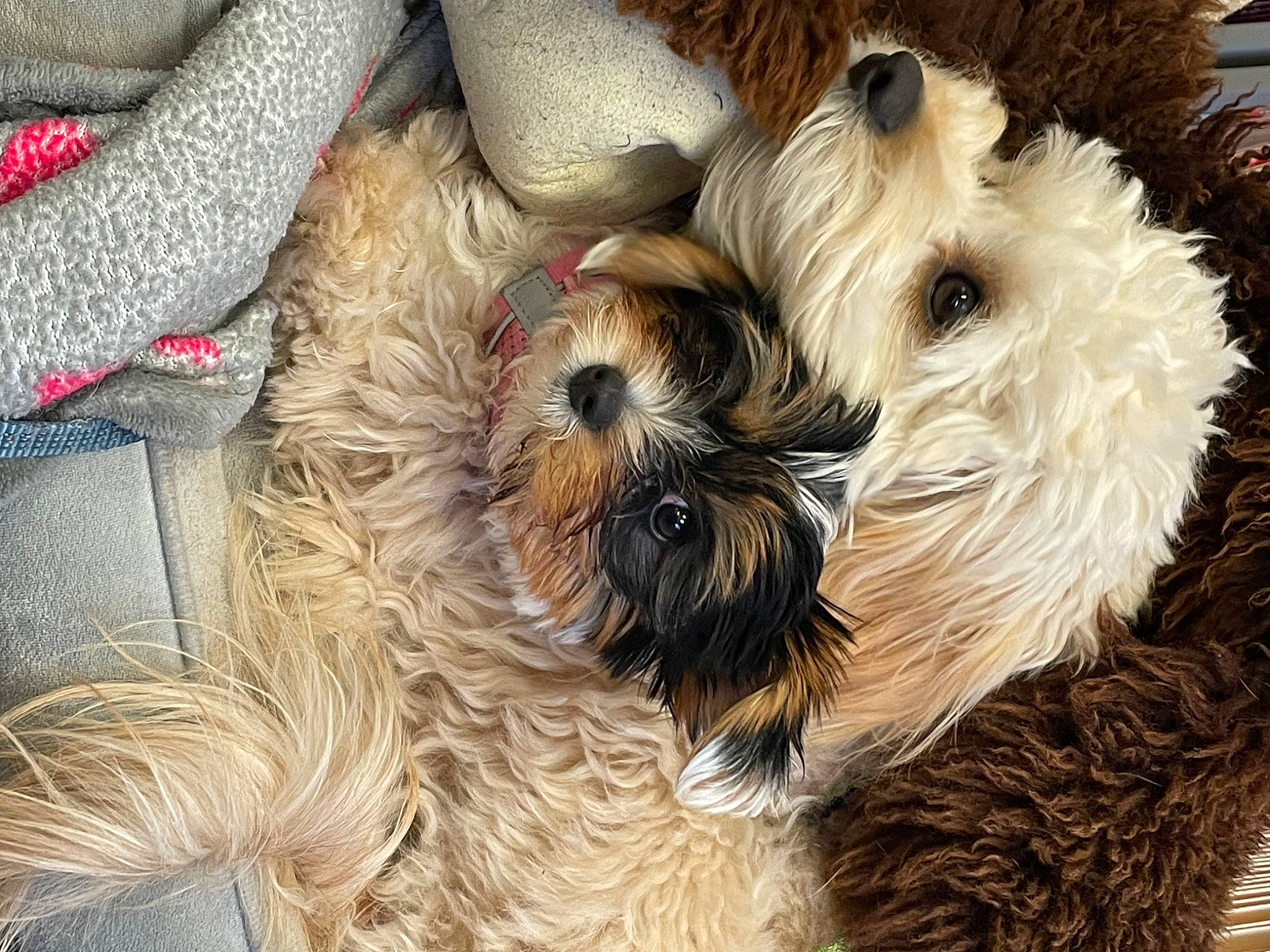 Georgie Ann joined the competition — help win amazing prizes! canidae, carnivore, companion_dog, dog, dog_breed, fawn, fur, maltepoo, non_sporting_group, puppy, small_terrier, snout, sporting_group, terrier, toy, toy_dog, water_dog, working_animal, yorkipoo