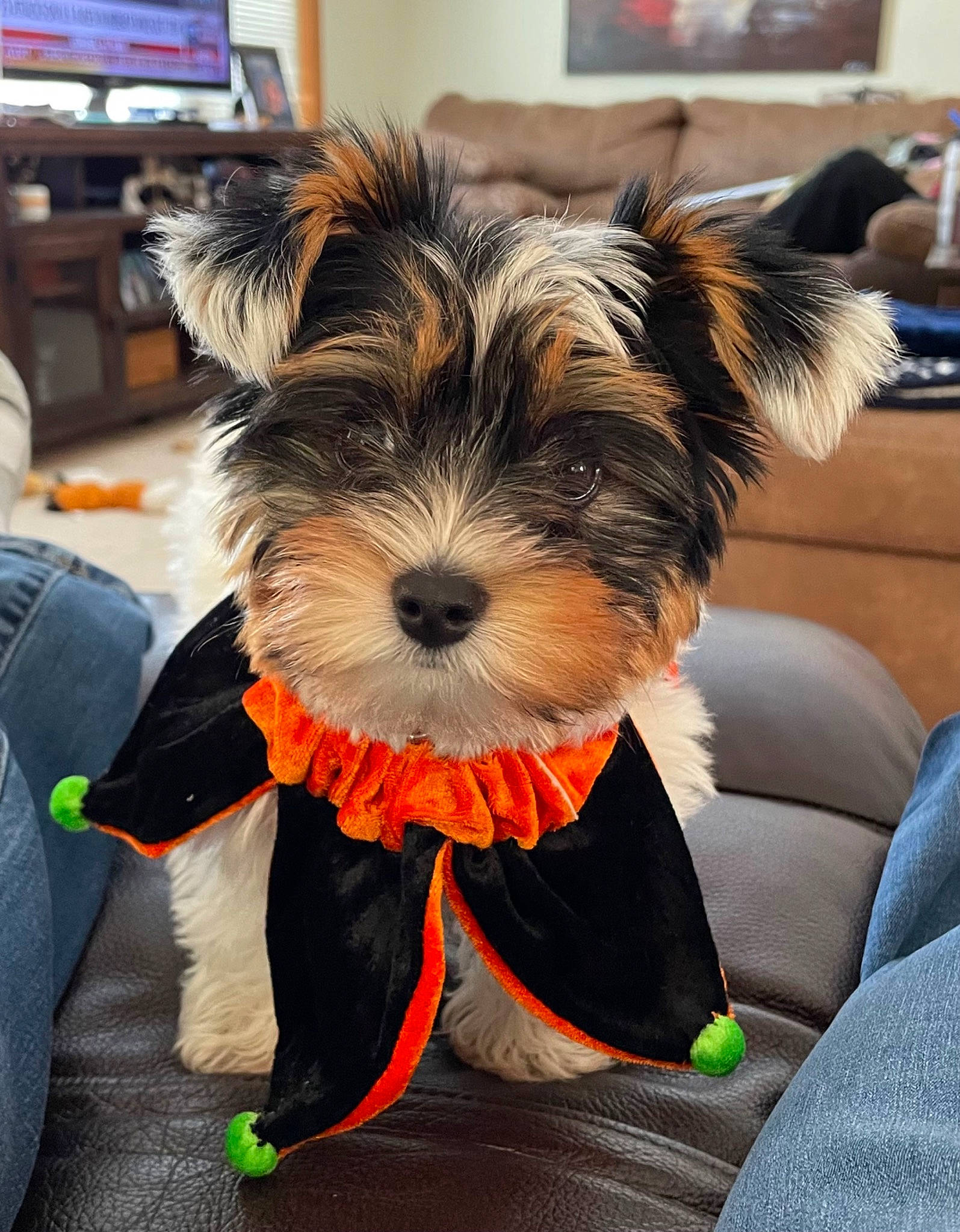 Georgie Ann joined the competition — help win amazing prizes! biewer_terrier, canidae, carnivore, collar, companion_dog, dog, dog_breed, dog_clothes, dog_supply, fashion_accessory, fur, leash, puppy, small_terrier, snout, sporting_group, television, terrier, toy_dog, working_animal