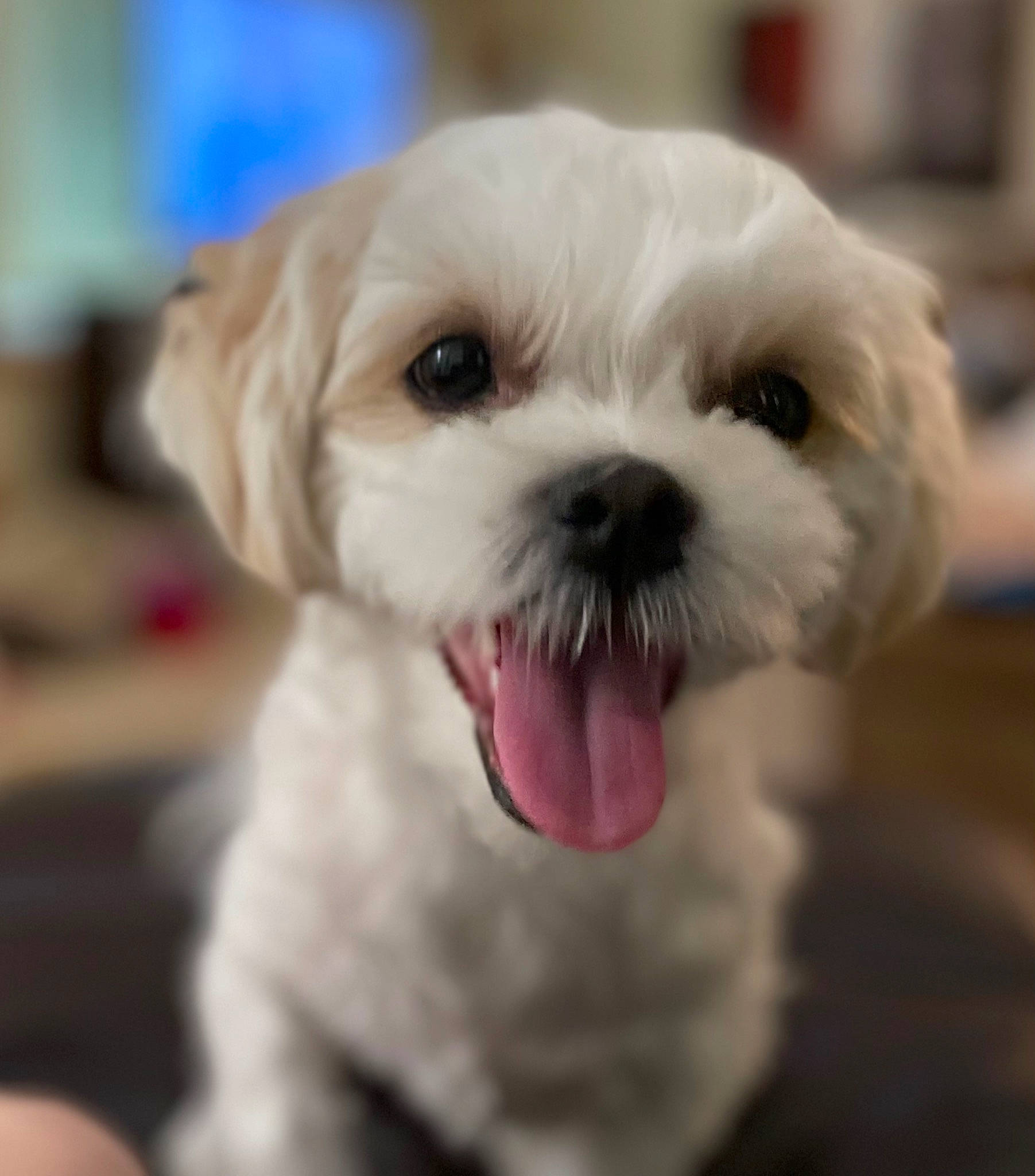 Jett is registered to the contest to win money with this photo: canidae, carnivore, companion_dog, dog, dog_breed, fawn, fur, liver, mal_shi, paw, puppy_love, shih_poo, shih_tzu, small_terrier, snout, sporting_group, terrestrial_animal, toy_dog, whiskers, working_animal