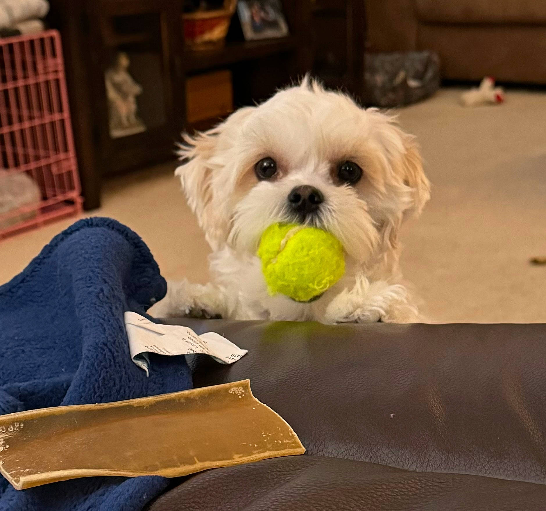 Jett is registered to the contest to win money with this photo: canidae, carnivore, comfort, companion_dog, dog, dog_breed, dog_collar, drawer, flooring, fur, hardwood, linens, non_sporting_group, rectangle, sitting, small_terrier, sporting_group, toy_dog, wood, working_animal