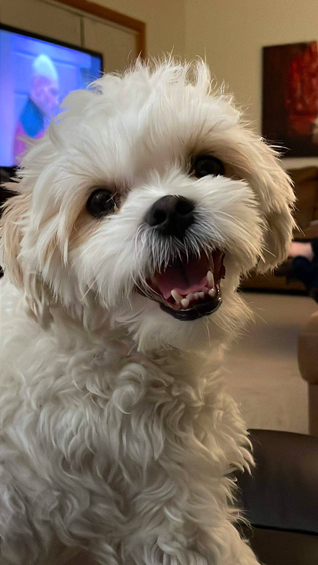 Jett joined the competition — help win amazing prizes! canidae, carnivore, companion_dog, dog, dog_breed, dog_collar, eye, fur, maltepoo, non_sporting_group, picture_frame, plant, shih_poo, small_terrier, snout, sporting_group, television, terrier, toy_dog, working_animal