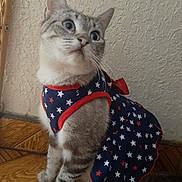 Lucy joined the competition — help win amazing prizes! cat, pet, animal, indoor, clothing, dress, stars, pattern, floor, tile, curious, feline, cute, costume, domestic, mammal, sitting, side_view, whiskers, ears