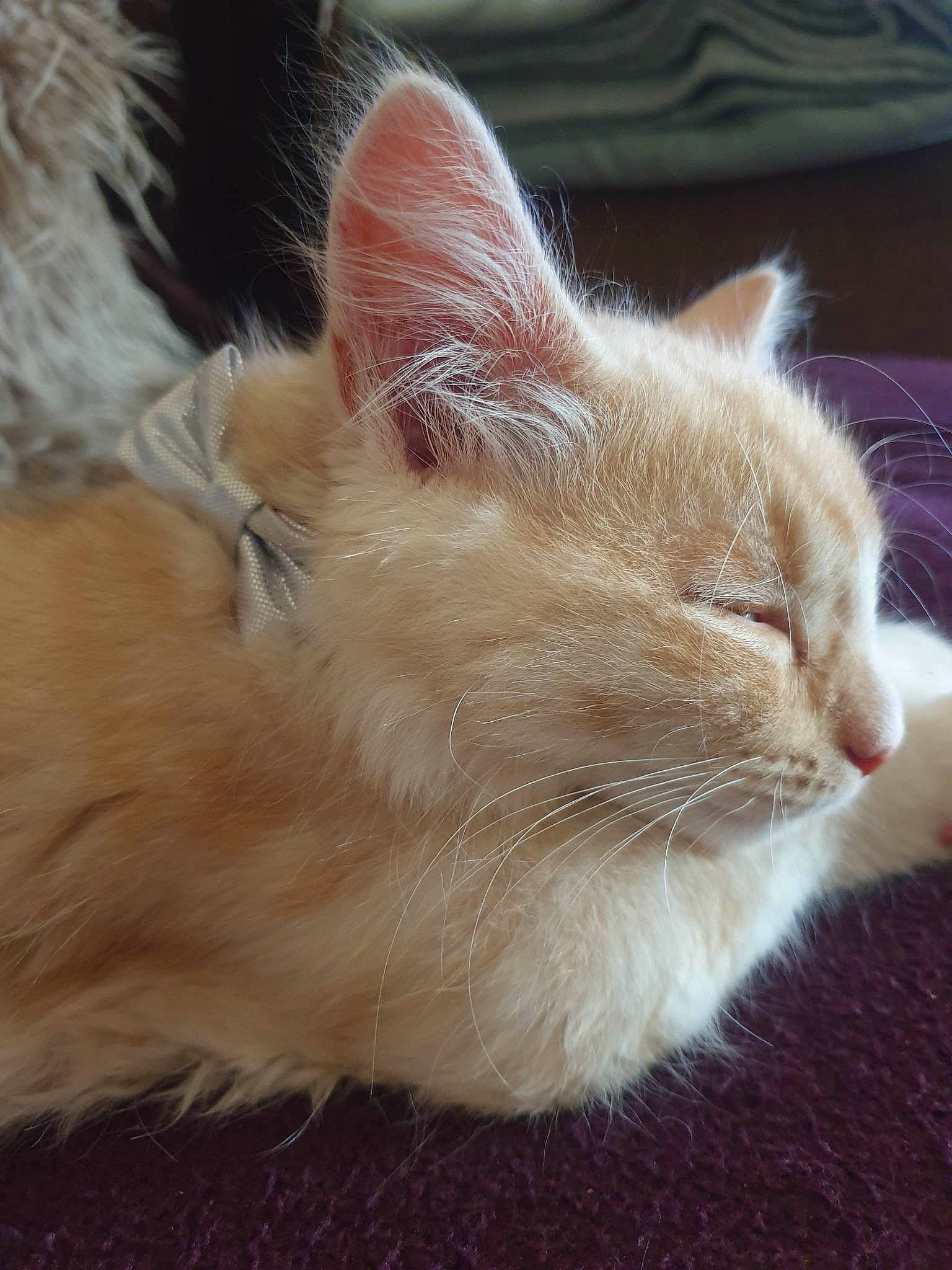 Fergus joined the competition — help win amazing prizes! carnivore, cat, claw, comfort, domestic_short_haired_cat, fawn, felidae, fur, paw, small_to_medium_sized_cats, snout, tail, whiskers