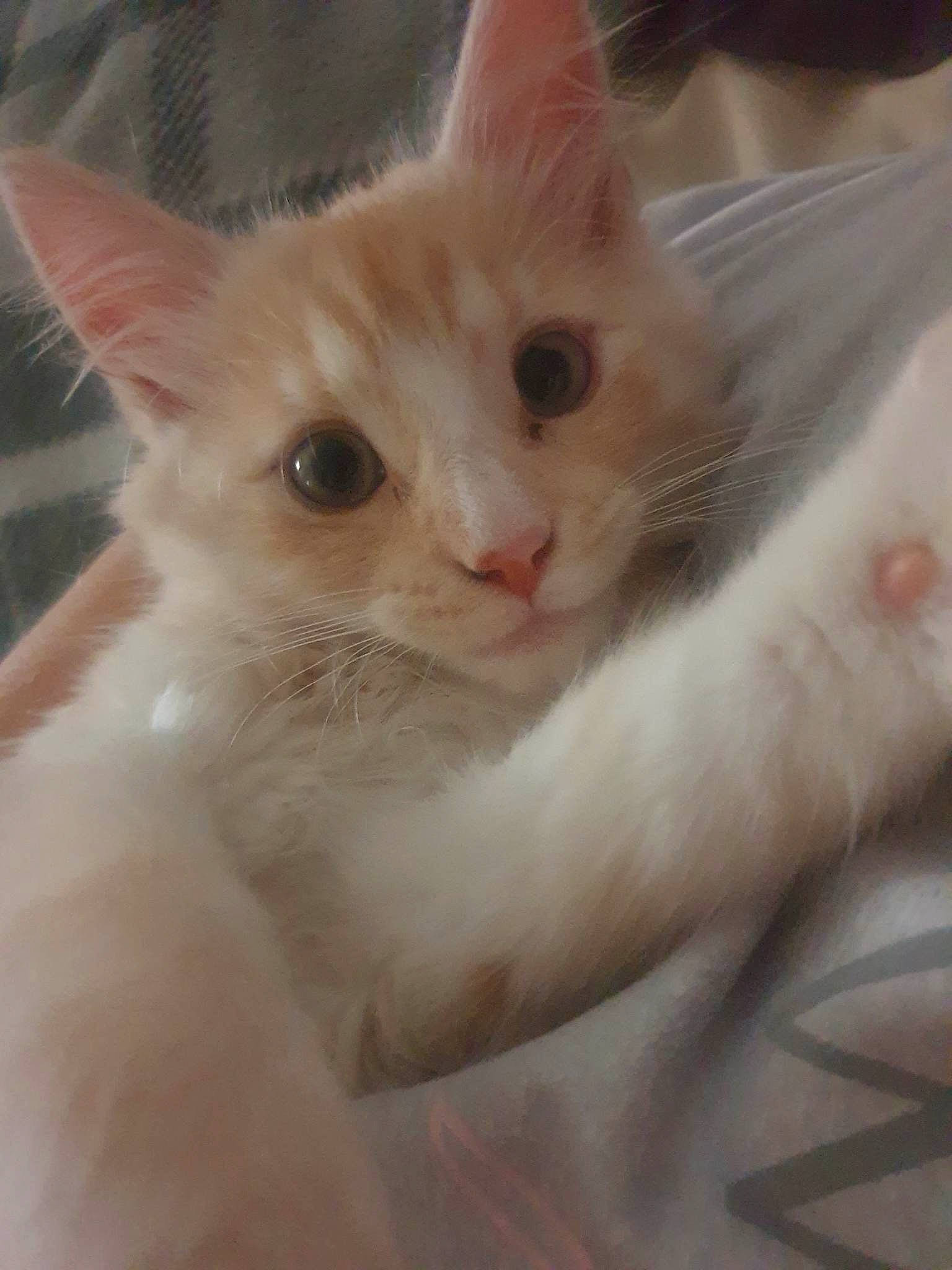 Fergus is registered to the contest to win money with this photo: carnivore, cat, claw, domestic_short_haired_cat, fawn, felidae, fur, iris, paw, pet_supply, small_to_medium_sized_cats, snout, tail, terrestrial_animal, whiskers