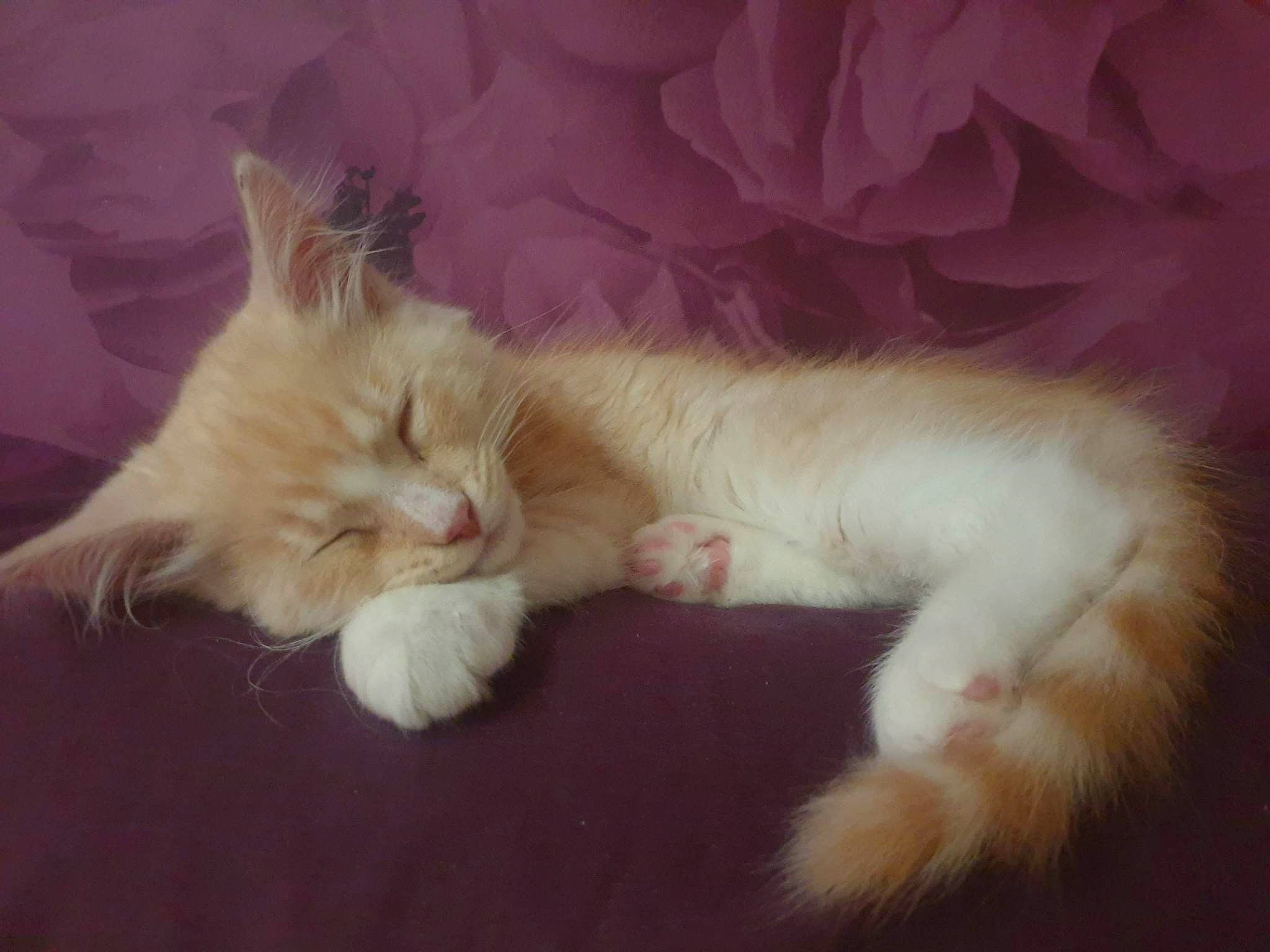 Fergus joined the competition — help win amazing prizes! carnivore, cat, claw, comfort, fawn, felidae, fur, nap, paw, small_to_medium_sized_cats, tail, whiskers