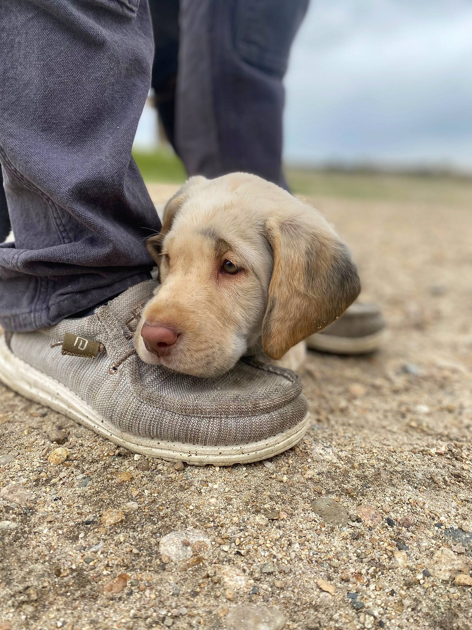 Wrangler is registered to the contest to win money with this photo: asphalt, canidae, carnivore, companion_dog, dog, dog_breed, fawn, foot, grass, road, road_surface, sand, shoe, sky, snout, soil, sporting_group, wood, working_animal, wrinkle