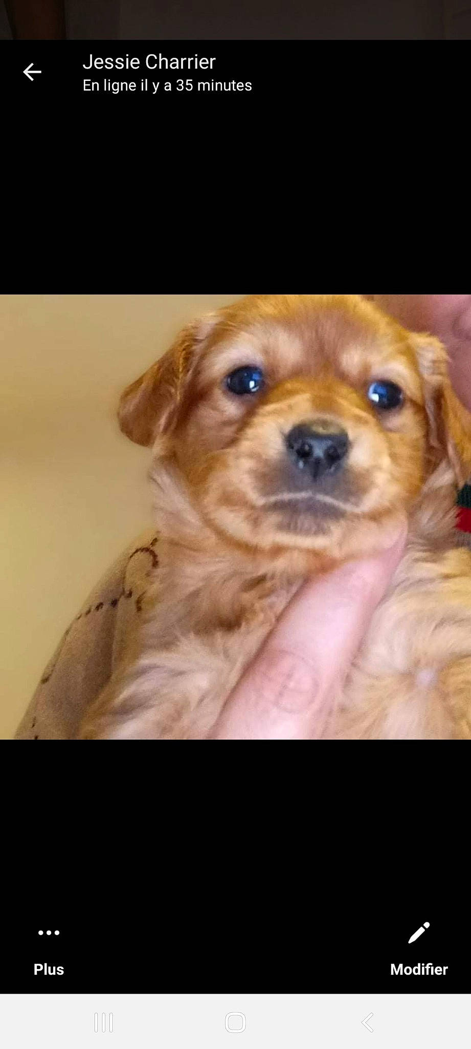 Titi a rejoint le concours — aidez-le/la à gagner de superbes lots ! canidae, carnivore, companion_dog, dog, dog_breed, dog_collar, ear, fawn, fur, liver, paw, puggle, puppy, puppy_love, snout, sporting_group, toy_dog, whiskers, working_animal, wrinkle