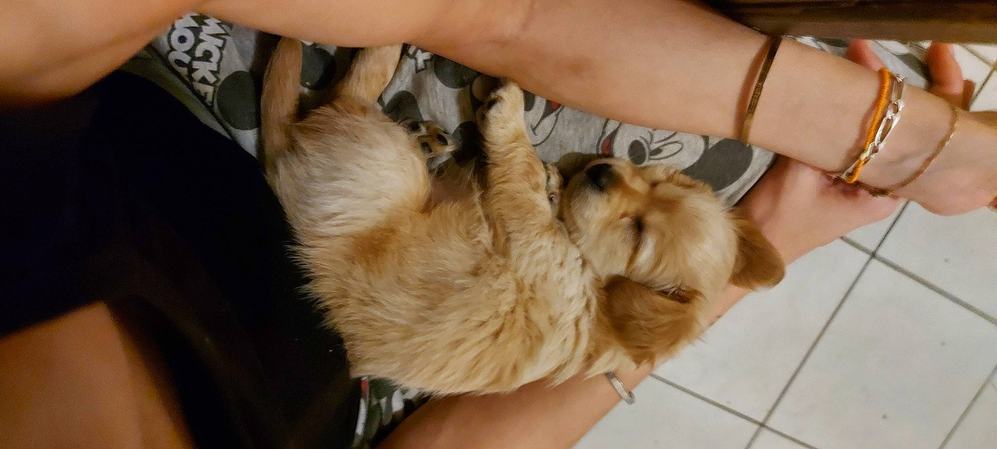 Roxe a rejoint le concours — aidez-le/la à gagner de superbes lots ! canidae, carnivore, companion_dog, dog, dog_breed, fawn, felidae, finger, fur, gesture, liver, nail, paw, small_to_medium_sized_cats, snout, sporting_group, tail, terrier, toy_dog, whiskers