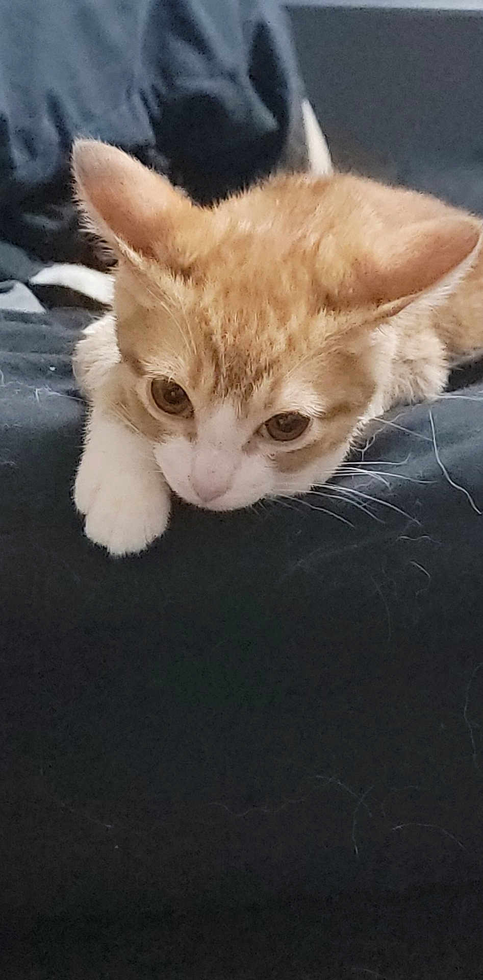 Nugget joined the competition — help win amazing prizes! cat, orange_cat, white_cat, pet, animal, feline, lying_down, paw, fur, whiskers, closeup, indoor, resting, cute, looking_down, sleepy, soft, domestic_cat, kitten, relaxed