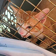 Nugget joined the competition — help win amazing prizes! cat, kitten, cage, metal_bars, orange_cat, white_cat, curious, pet, animal, drink_cup, plastic_cup, car_interior, travel, close_up, face, eyes, whiskers, pink_nose, indoor, rust