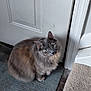 cat, gray_cat, fluffy, green_eyes, carpet, door, indoor, pet, animal, feline, curious, sitting, household, domestic, fur, cute, looking_up, home, quiet, soft_light
