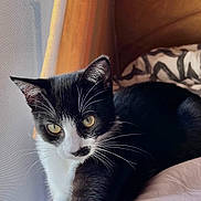 Baloo Et Tora a rejoint le concours — aidez-le/la à gagner de superbes lots ! cat, black_and_white, window, mesh_screen, sunlight, whiskers, fur, indoor, resting, pet, curious, soft_surface, closeup, animal, domestic, relaxed, feline, portrait, yellow_eyes, paw