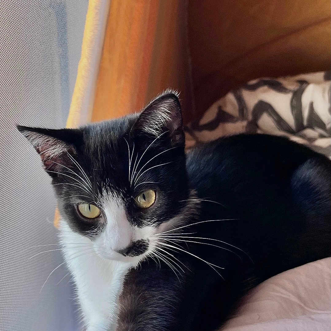 Baloo Et Tora