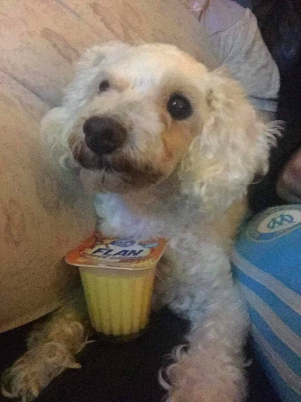 Elia participe au concours pour gagner de l'argent avec cette photo : canidae, carnivore, companion_dog, dog, dog_breed, goldendoodle, labradoodle, maltepoo, mammal, miniature_poodle, non_sporting_group, poodle, poodle_crossbreed, puppy, rare_breed_dog, sporting_group, standard_poodle, toy_dog, toy_poodle, vertebrate