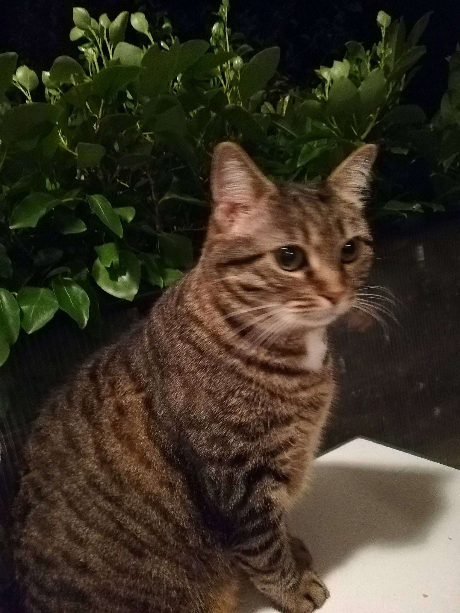 Gaufrette a rejoint le concours — aidez-le/la à gagner de superbes lots ! aegean_cat, american_shorthair, asian, bengal, california_spangled, carnivore, cat, domestic_short_haired_cat, dragon_li, european_shorthair, felidae, grass, kitten, mammal, ocicat, small_to_medium_sized_cats, tabby_cat, toyger, whiskers, wild_cat