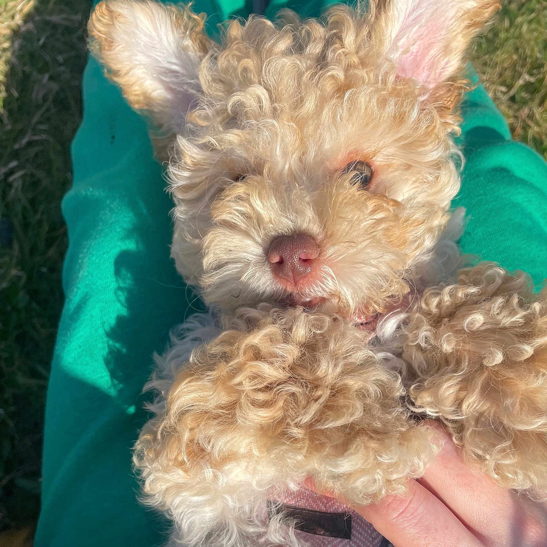 Teddy joined the competition — help win amazing prizes! animal, ball, canine, cockerspaniel, dog, grass, lady, lawn, person, pet, plant, poodle, puppy, rock, sleeping, sport, tennis, tennisball, terrier, whitedog