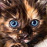 kitten, cat, blue_eyes, close_up, fur, paw, whiskers, cute, pet, animal, feline, portrait, young, cozy, blanket, soft, muzzle, nose, eyelashes, indoor