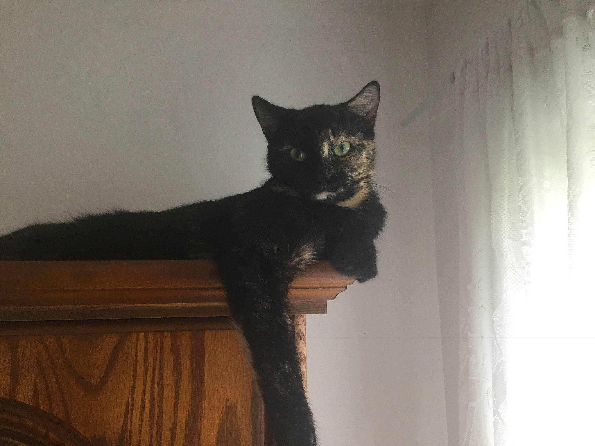 Bella a rejoint le concours — aidez-le/la à gagner de superbes lots ! black_cat, carnivore, cat, curtain, domestic_short_haired_cat, eye, felidae, fur, grey, hardwood, iris, room, small_to_medium_sized_cats, snout, tail, terrestrial_animal, whiskers, window, wood