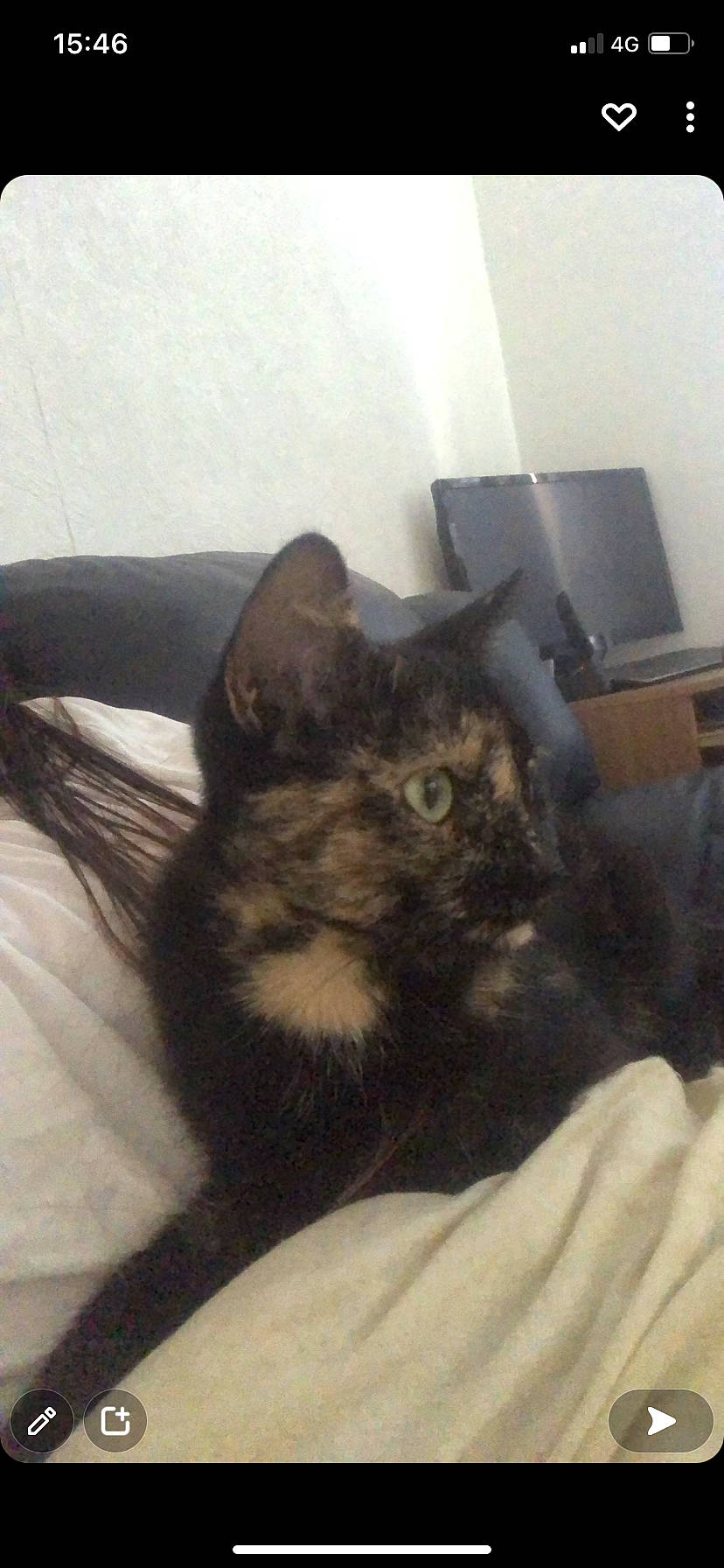 Bella participe au concours pour gagner de l'argent avec cette photo : bed, bedding, black_cat, box, carnivore, cat, claw, comfort, domestic_short_haired_cat, ear, felidae, fur, nap, paw, room, small_to_medium_sized_cats, snout, tail, terrestrial_animal, whiskers