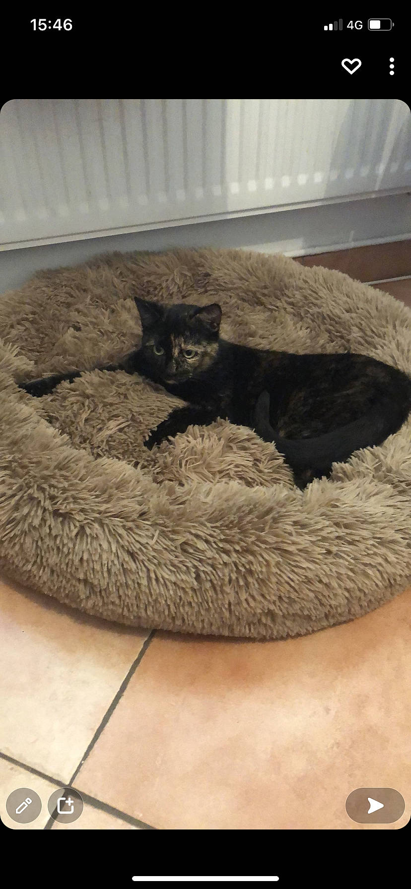 Bella participe au concours pour gagner de l'argent avec cette photo : canidae, carnivore, cat, cat_bed, cat_supply, comfort, dog_breed, domestic_short_haired_cat, fawn, felidae, flooring, fur, grey, pet_supply, small_to_medium_sized_cats, snout, tail, terrestrial_animal, whiskers, wood