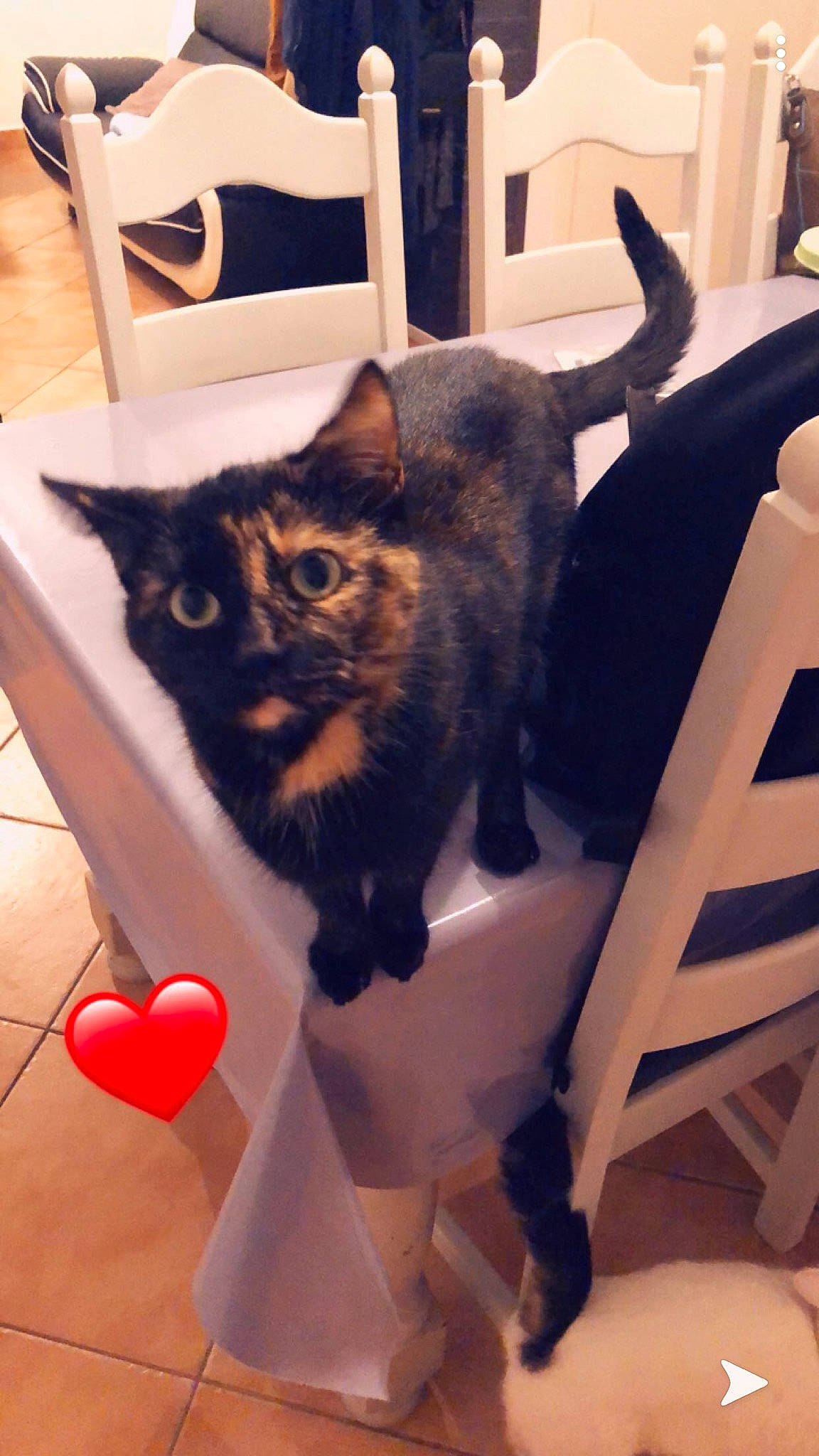 Bella a rejoint le concours — aidez-le/la à gagner de superbes lots ! box, carmine, carnivore, cat, chair, comfort, domestic_short_haired_cat, eyewear, felidae, flooring, fur, metal, room, small_to_medium_sized_cats, snout, square, tail, whiskers, wood