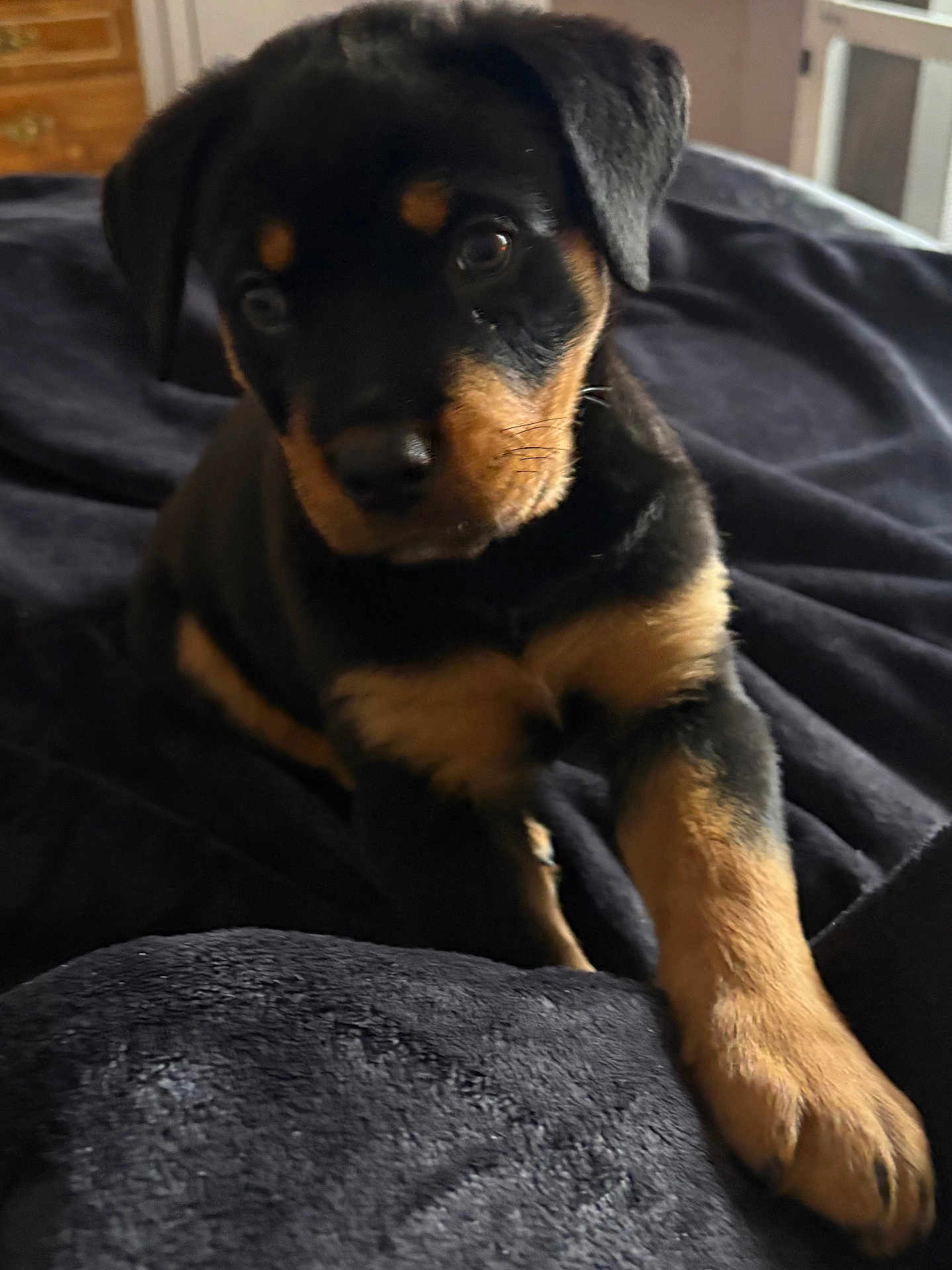 Bear is registered to the contest to win money with this photo: dog, puppy, rottweiler, pet, bed, blanket, paw, fur, indoor, close_up, portrait, eyes, nose, whiskers, soft_texture, black_and_tan, curious, sitting, furniture, cozy