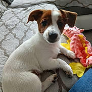 Ally participe au concours pour gagner de l'argent avec cette photo : blanket, brown, comfort, cute, dog, ear, fabric, fur, home, indoor, jeans, paw, pet, plush, puppy, resting, small_dog, snout, toy, white