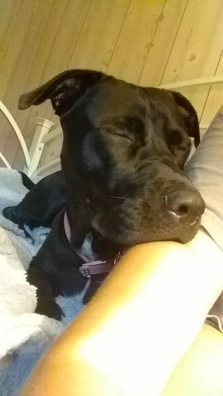 Dixie Marie is registered to the contest to win money with this photo: borador, carnivore, collar, comfort, companion_dog, dog, dog_breed, dog_collar, dog_supply, ear, fawn, fur, gesture, liver, pet_supply, retriever, snout, sporting_group, whiskers, working_animal