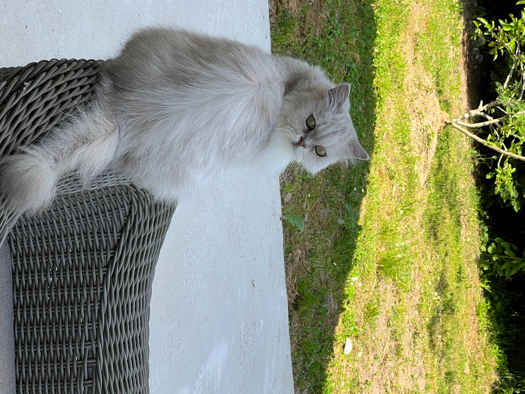 Edison participe au concours pour gagner de l'argent avec cette photo : canidae, carnivore, cat, fawn, felidae, fur, grass, grey, plant, small_to_medium_sized_cats, snout, sporting_group, tail, terrestrial_animal, tree, trunk, whiskers, wildlife, wood, zoo