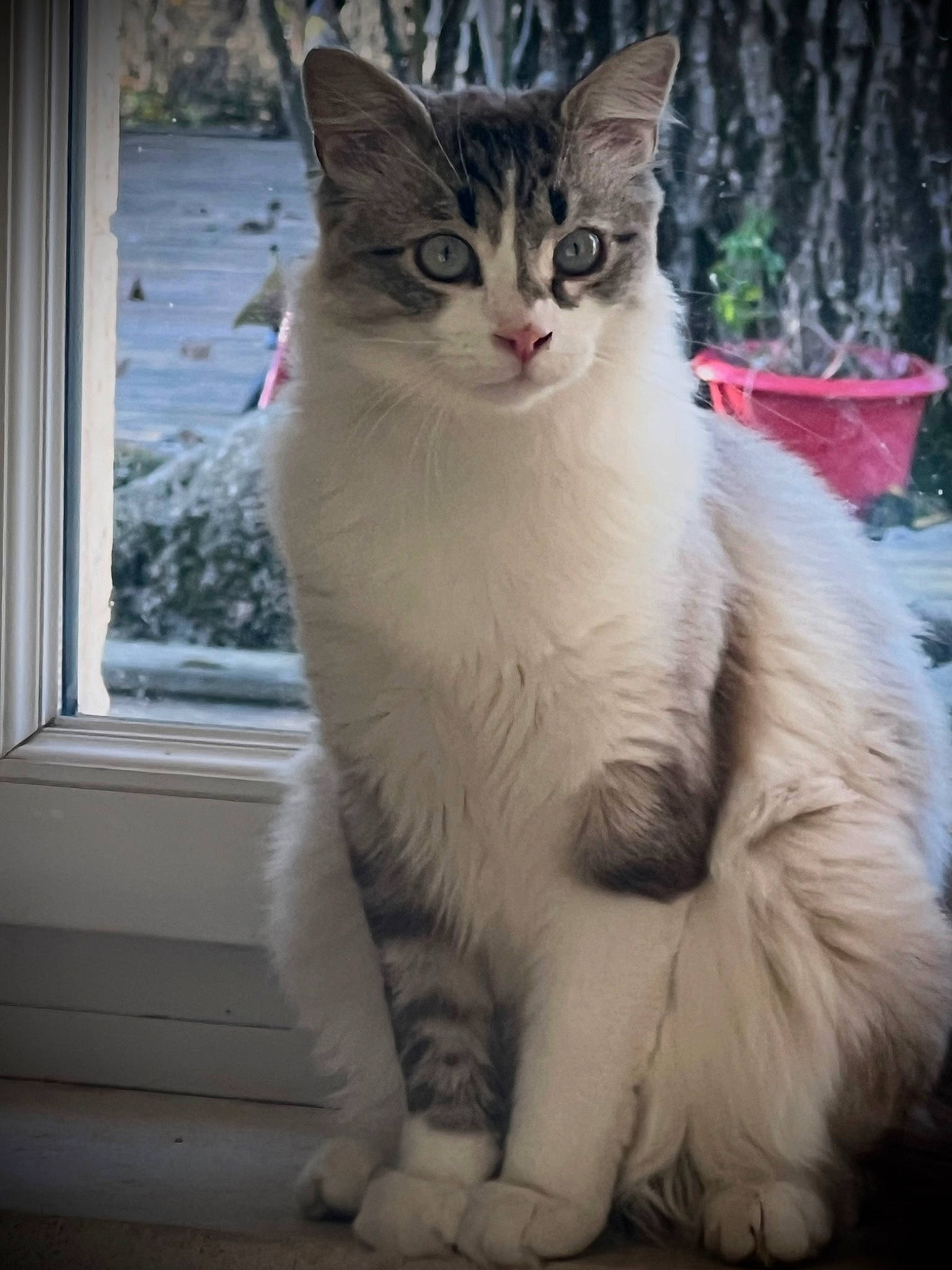 Darwin a rejoint le concours — aidez-le/la à gagner de superbes lots ! carnivore, cat, curtain, domestic_short_haired_cat, event, eye, felidae, freezing, fur, paw, sitting, small_to_medium_sized_cats, snout, snow, tail, terrestrial_animal, tree, whiskers, window, winter