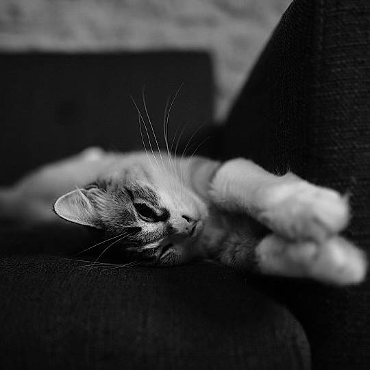 Darwin a rejoint le concours — aidez-le/la à gagner de superbes lots ! black_and_white, carnivore, cat, comfort, domestic_short_haired_cat, eye, felidae, fur, gesture, grey, human_leg, leg, monochrome, monochrome_photography, paw, small_to_medium_sized_cats, snout, style, tail, whiskers