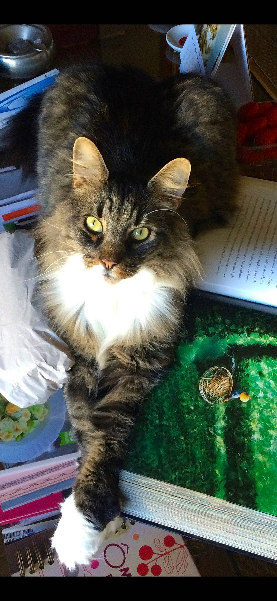 Jules participe au concours pour gagner de l'argent avec cette photo : british_longhair, carnivore, cat, claw, domestic_short_haired_cat, felidae, fur, maine_coon, paw, sitting, small_to_medium_sized_cats, snout, tail, terrestrial_animal, whiskers