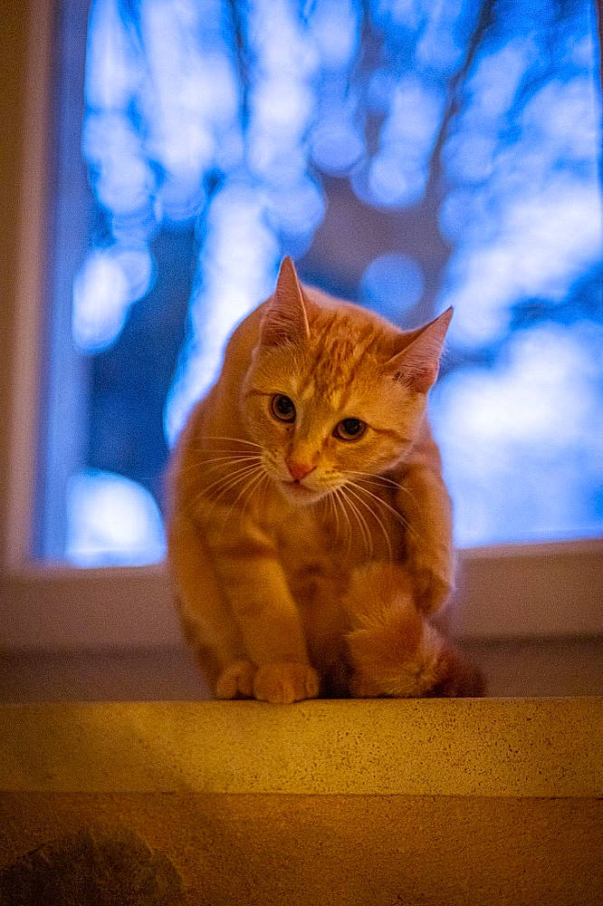 élina participe au concours pour gagner de l'argent avec cette photo : carnivore, cat, domestic_short_haired_cat, electric_blue, eye, fawn, felidae, fur, plant, sitting, sky, small_to_medium_sized_cats, snout, tail, tints_and_shades, tree, trunk, whiskers, window, wood