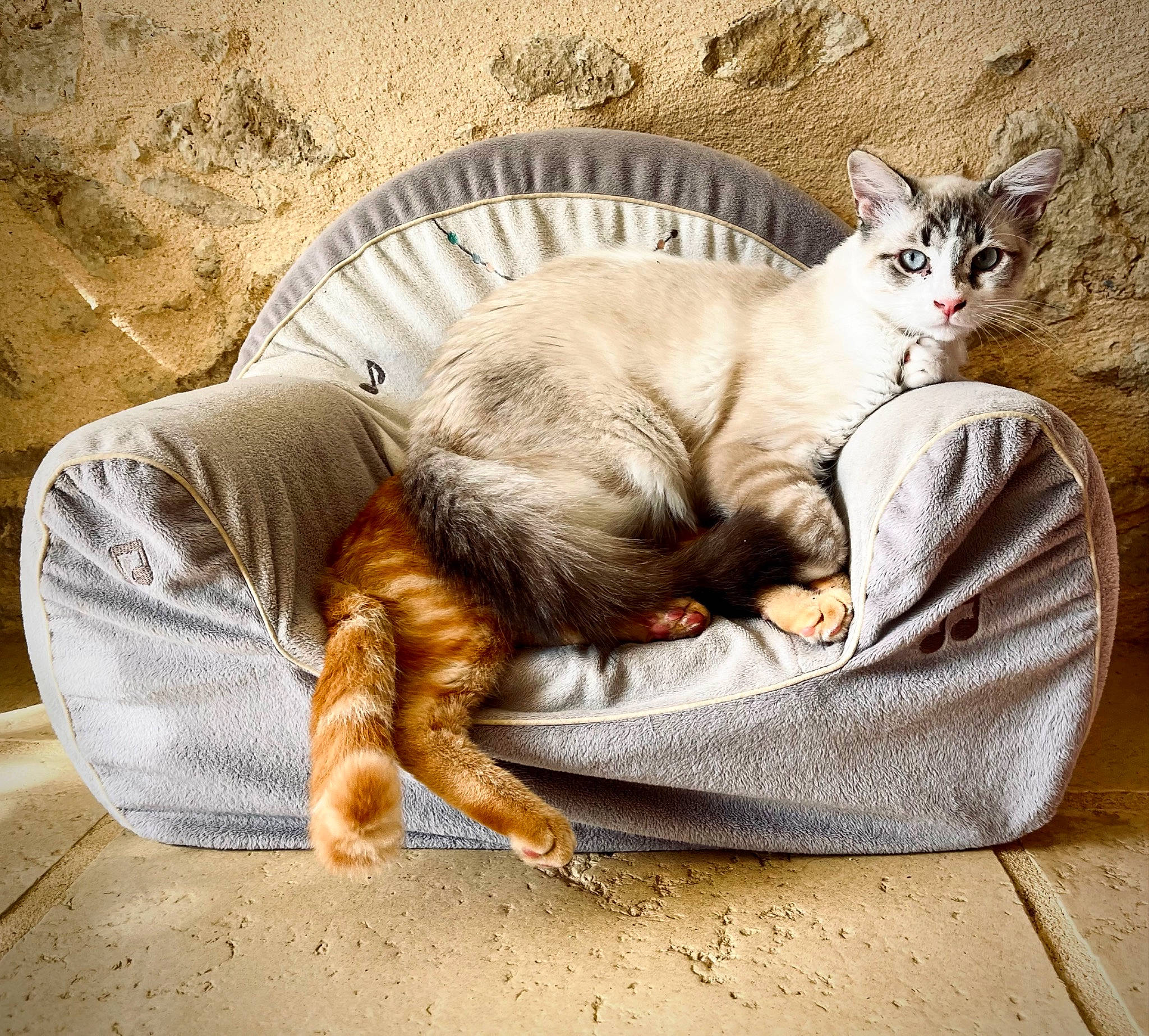 Gin a rejoint le concours — aidez-le/la à gagner de superbes lots ! carnivore, cat, cat_supply, claw, comfort, domestic_short_haired_cat, fawn, felidae, fur, nap, paw, pet_supply, photo_caption, sitting, small_to_medium_sized_cats, snout, tail, vehicle, whiskers, wildlife