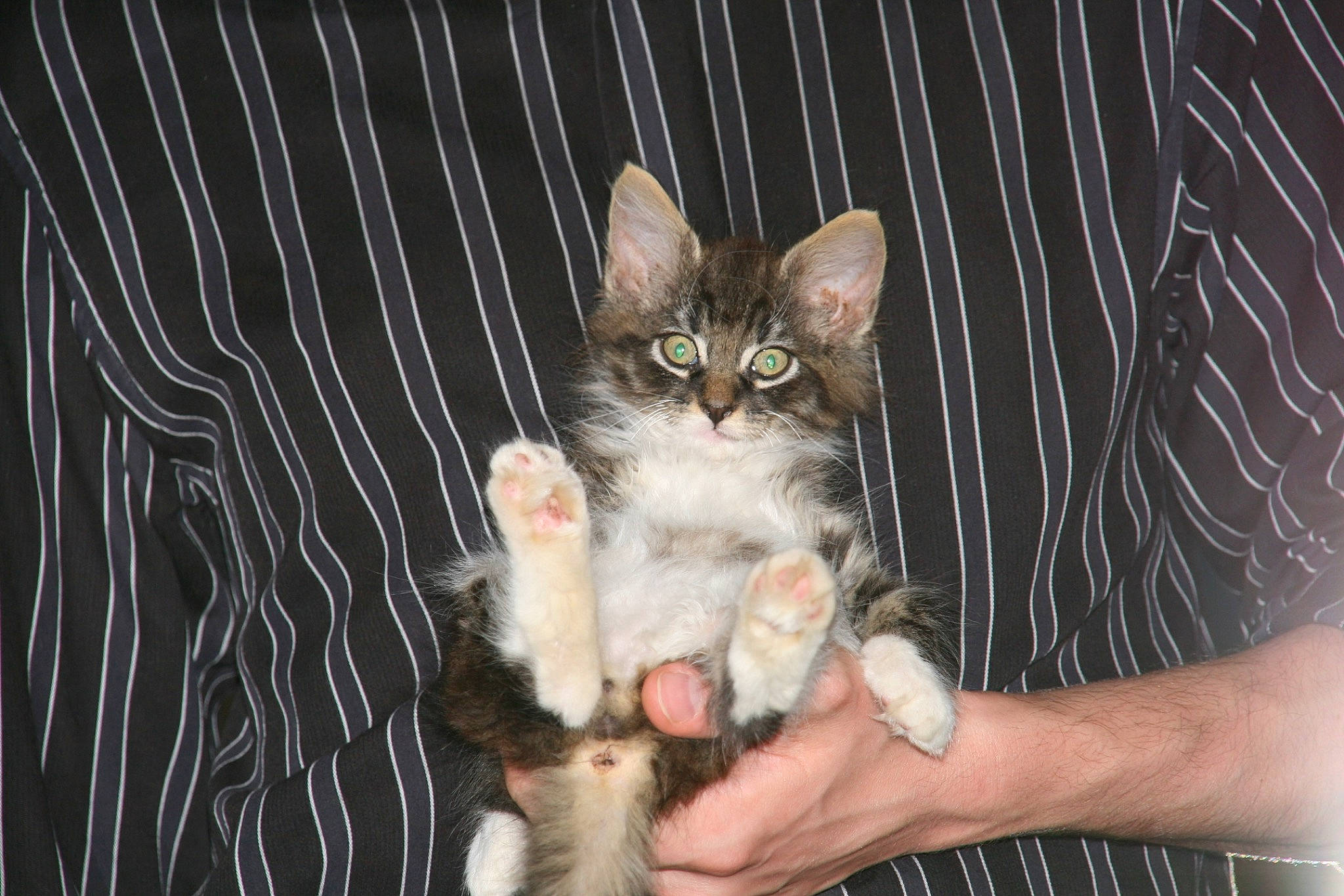 George participe au concours pour gagner de l'argent avec cette photo : carnivore, cat, claw, domestic_short_haired_cat, fawn, felidae, fur, grass, hand, paw, small_to_medium_sized_cats, snout, tail, tree, whiskers