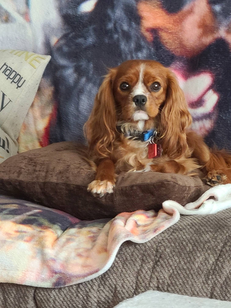 Cooper is registered to the contest to win money with this photo: brown, carnivore, comfort, companion_dog, dog, dog_breed, dog_supply, fur, gun_dog, liver, pattern, spaniel, sporting_group, terrestrial_animal, working_animal