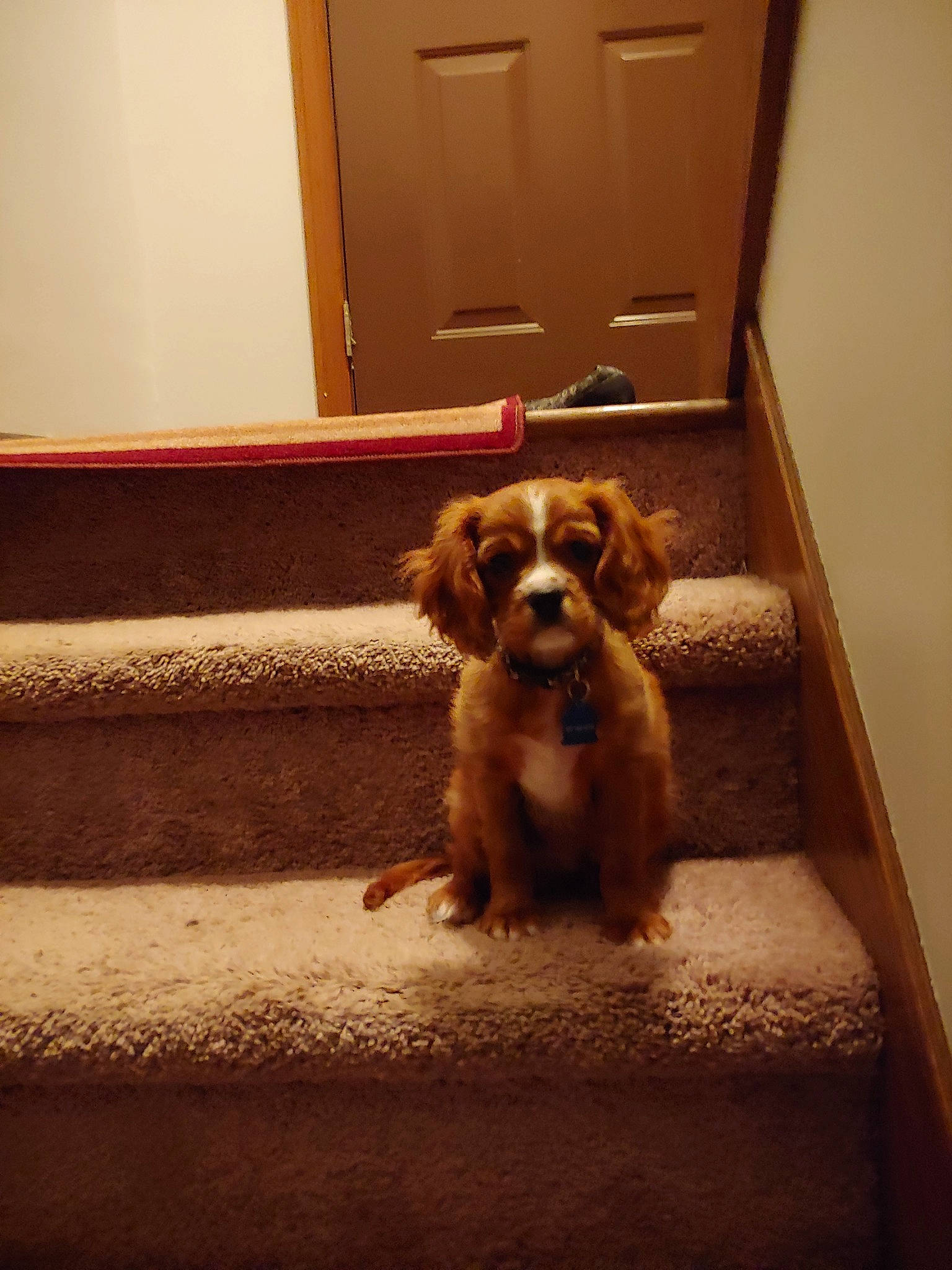 Cooper joined the competition — help win amazing prizes! canidae, carnivore, cavalier_king_charles_spaniel, cavapoo, companion_dog, dog, dog_breed, english_cocker_spaniel, fawn, king_charles_spaniel, mammal, puppy, spaniel, sporting_group, toy_dog, vertebrate