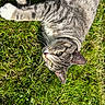 Bebe is registered to the contest to win money with this photo: animal, backyard, cat, close_up, ears, funny_pose, garden, gray_fur, green_eyes, green_grass, lying_down, outdoor, paws, pet, striped_fur, sunlight, tabby_cat, tail, upside_down, whiskers