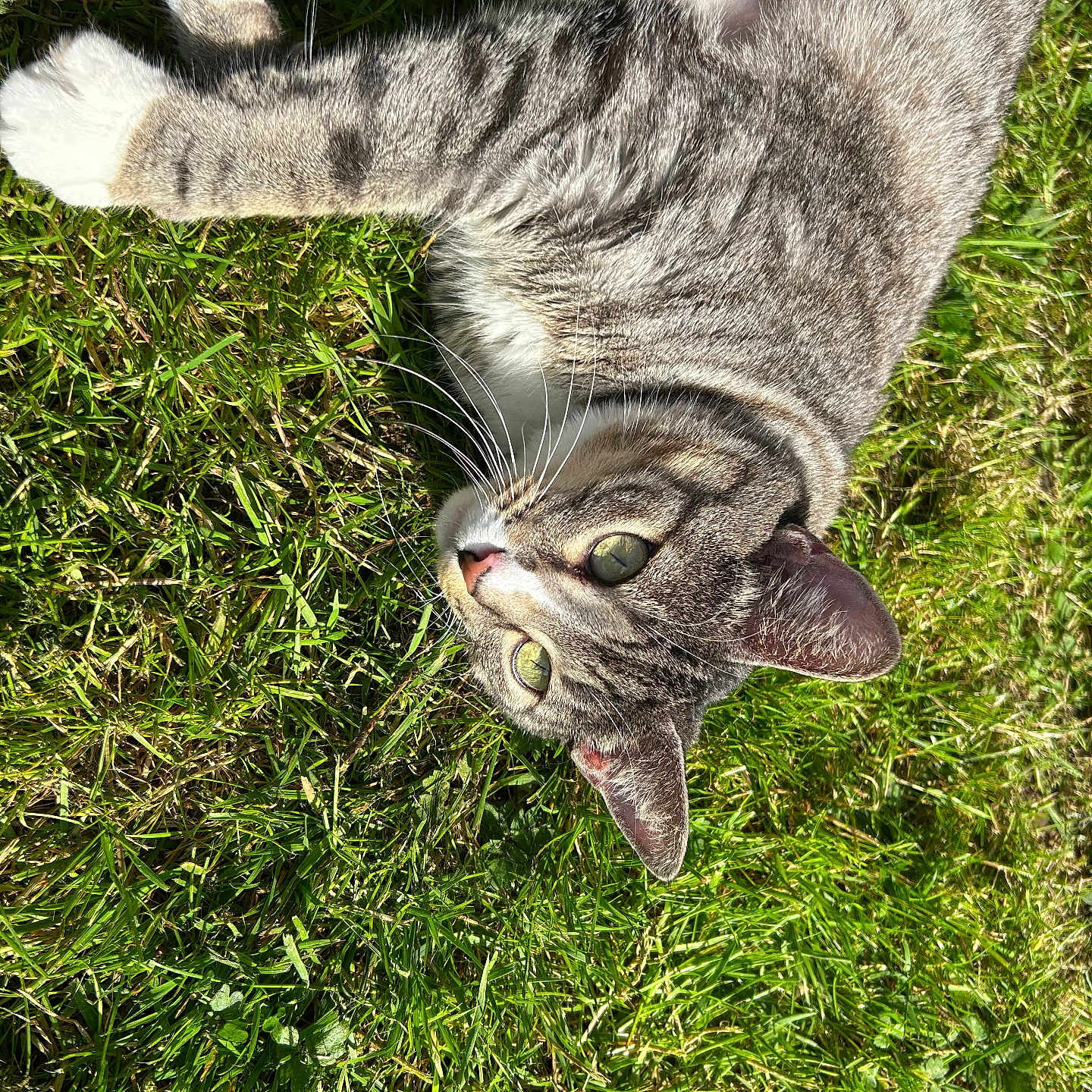 Bebe is registered to the contest to win money with this photo: animal, backyard, cat, close_up, ears, funny_pose, garden, gray_fur, green_eyes, green_grass, lying_down, outdoor, paws, pet, striped_fur, sunlight, tabby_cat, tail, upside_down, whiskers
