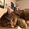 Bebe is registered to the contest to win money with this photo: animal, bed, blurred_background, cat, closed_eyes, cozy, cute, fur, home, indoors, lying_down, paws, pet, portrait, relaxed, sleeping, sleepy, tabby, warm_lighting, whiskers