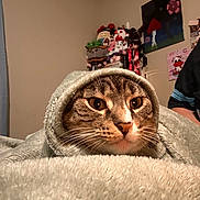 Bebe joined the competition — help win amazing prizes! animal, bedroom, blanket, brown, cat, close_up, cozy, face, furry, green_eyes, hood, indoors, person, pet, portrait, staring, striped, stuffed_animals, tabby_cat, whiskers