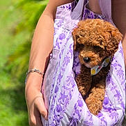 Maverick joined the competition — help win amazing prizes! puppy, dog, brown_dog, curly_fur, pet, sling_bag, purple_pattern, hand, bracelet, outdoor, green_background, close_up, cute, small_dog, canine, animal, person, holding, sunlight, accessory