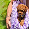 puppy, dog, brown_dog, curly_fur, pet, sling_bag, purple_pattern, hand, bracelet, outdoor, green_background, close_up, cute, small_dog, canine, animal, person, holding, sunlight, accessory