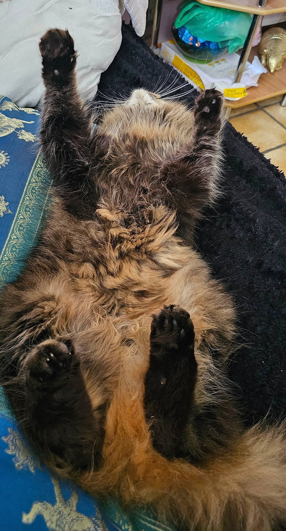 Chloe participe au concours pour gagner de l'argent avec cette photo : canidae, carnivore, cat, claw, dog_breed, domestic_short_haired_cat, fawn, felidae, fur, livestock, paw, small_to_medium_sized_cats, snout, sporting_group, suidae, tail, terrestrial_animal, whiskers, wildlife, working_animal