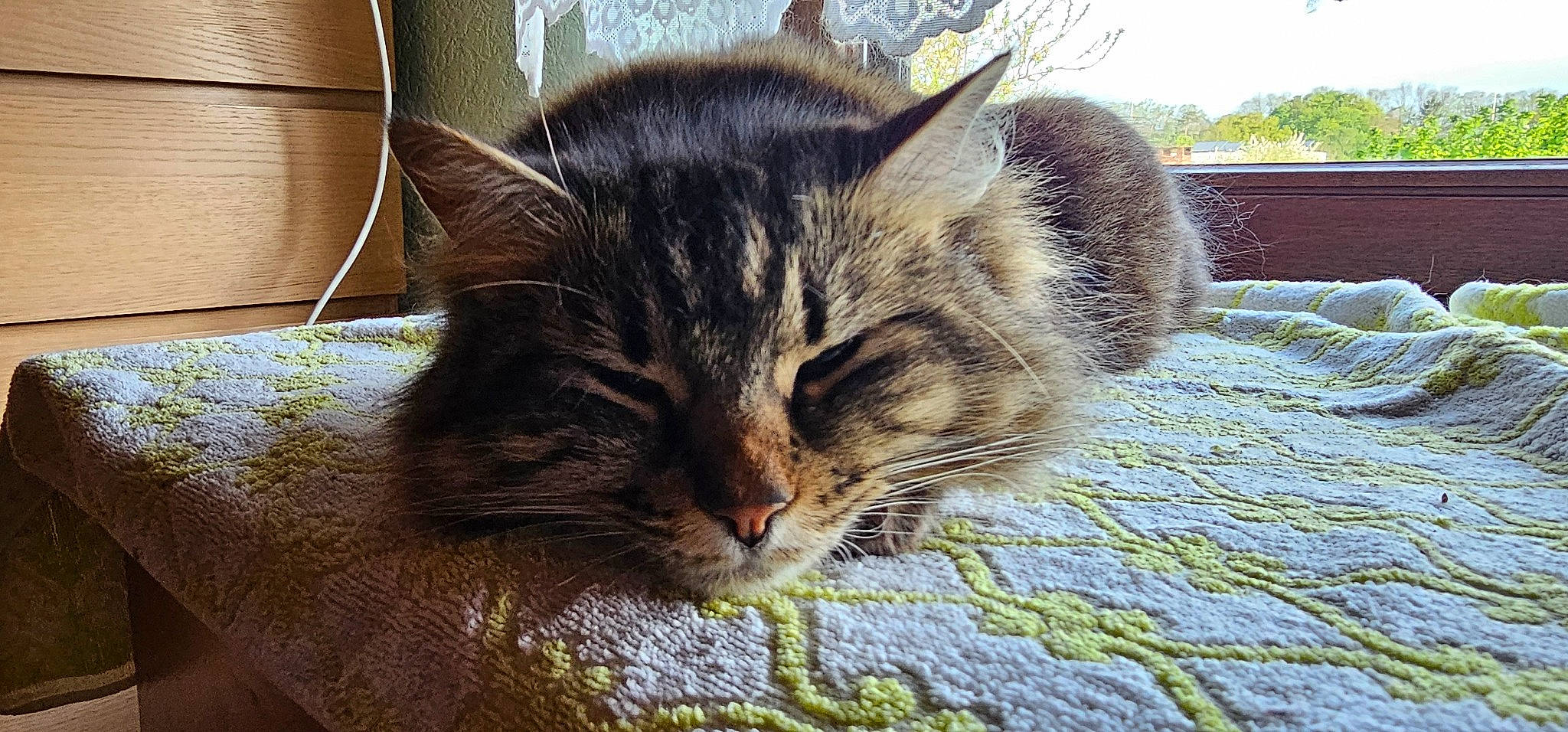 Chloe a rejoint le concours — aidez-le/la à gagner de superbes lots ! carnivore, cat, claw, comfort, domestic_short_haired_cat, felidae, fur, grass, nap, paw, plant, sitting, sky, sleep, small_to_medium_sized_cats, snout, terrestrial_animal, tree, whiskers, wildlife