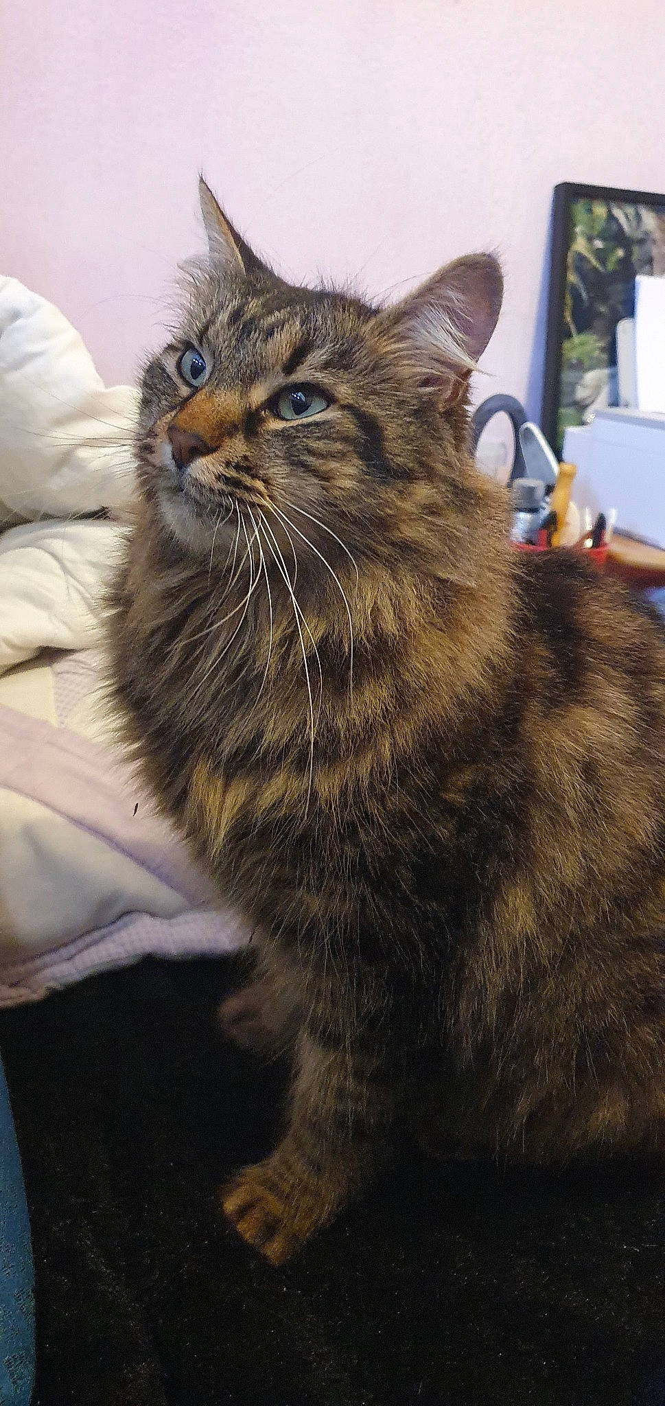 Chloe a rejoint le concours — aidez-le/la à gagner de superbes lots ! carnivore, cat, claw, comfort, domestic_short_haired_cat, ear, felidae, fur, iris, paw, small_to_medium_sized_cats, snout, terrestrial_animal, whiskers